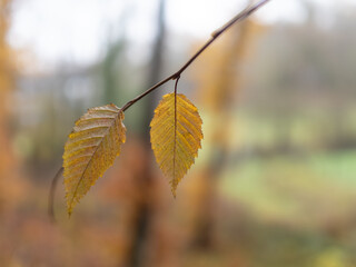 Autumn leaf in the forest