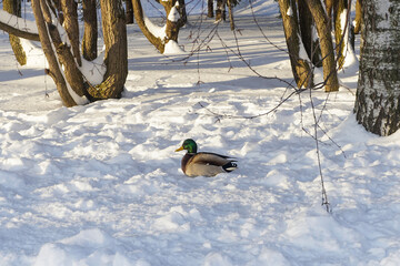 Duck on snow in the winter park on sunny day
