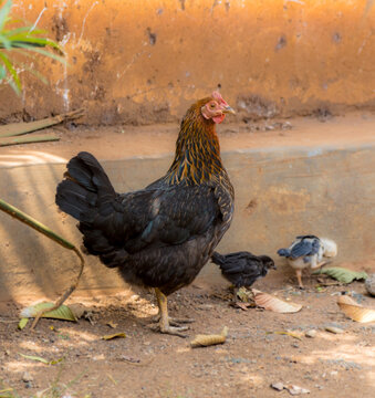 free range chicken