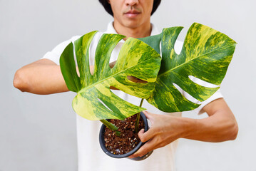 Fresh leaf of monstera aurea variegated in the pot © rukawajung