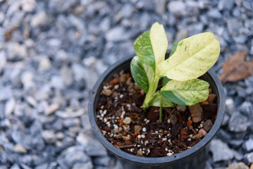 rhaphidophora puberula variegated in the pot 
