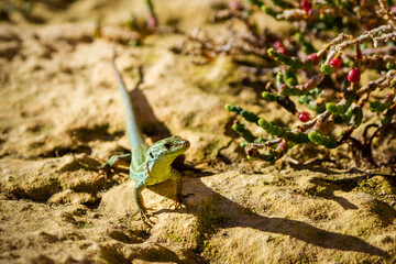 lizard on the ground
