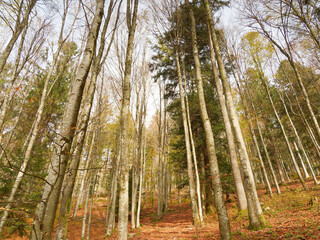 Schwarzwald Landschaft. Zeller Bergland. Berghang mit pr&auml;chtige Buchenwald mit Herbstlaub
