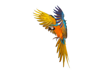Colorful flying parrot isolated on transparent background png file © Passakorn