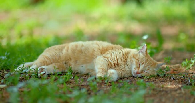 portrait of cute barn cat in village, independent animal domesticated by human, 4K, Prores