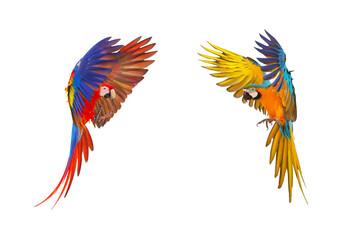 Obraz premium Colorful flying parrot isolated on transparent background png file