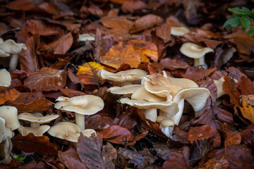 Psilocybin magic mushrooms growing in forest. Naturally psychoactive and hallucinogenic compound concept.