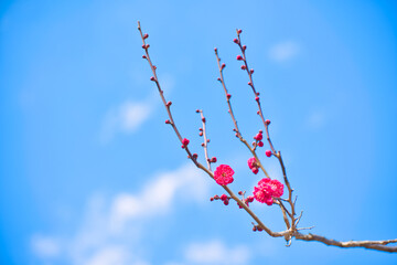 Plum Flower Bloom in January