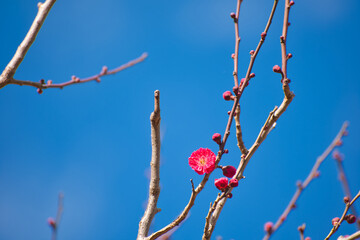 Plum Flower Bloom in January