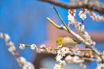 Plum and White Eye in winter