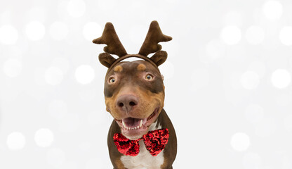 Happy mixed-breed american staffordshire puppy dog smiling looking at camera celebrating christmas...