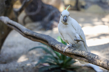 The triton cockatoo bird is eatting food in garden