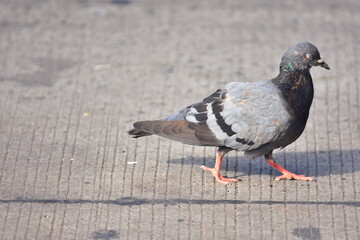 pigeon on the ground
