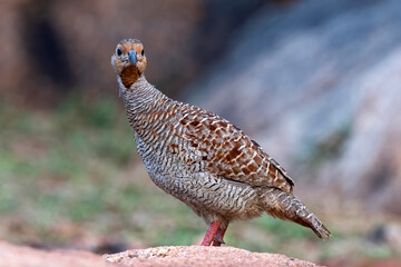 Grey francolin or Ortygornis pondicerianus photographed in Hampi in India