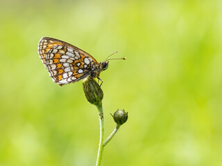 Beautiful nature scene with Heath fritillary (Melitaea athalia). Macro shot of Heath fritillary (Melitaea athalia) on the grass. Butterfly Heath fritillary (Melitaea athalia) in the nature habitat.
