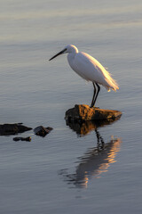 Grande aigrette - Egretta alba - étang de Thau à Mèze dans le département de l'Hérault en Occitanie