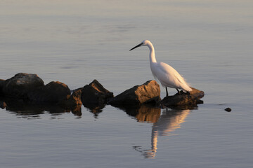 Grande aigrette - Egretta alba - étang de Thau à Mèze dans le département de l'Hérault en Occitanie