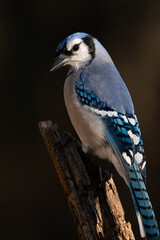 Blue Jay