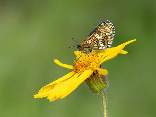 Beautiful nature scene with Heath fritillary (Melitaea athalia). Macro shot of Heath fritillary (Melitaea athalia) on the grass. Butterfly Heath fritillary (Melitaea athalia) in the nature habitat.