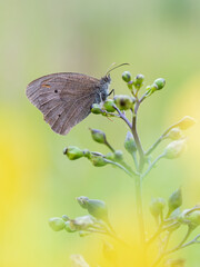 Beautiful nature scene with Meadow brown (Maniola jurtina). Macro shot of Meadow brown (Maniola jurtina) on the grass. Butterfly Meadow brown (Maniola jurtina) in the nature habitat.