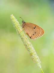 Beautiful nature scene with Ringlet (Aphantopus hyperantus). Macro shot of Ringlet (Aphantopus hyperantus) on the grass. Butterfly Ringlet (Aphantopus hyperantus) in the nature habitat.