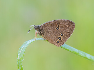 Obraz premium Beautiful nature scene with Ringlet (Aphantopus hyperantus). Macro shot of Ringlet (Aphantopus hyperantus) on the grass. Butterfly Ringlet (Aphantopus hyperantus) in the nature habitat.