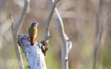 Green-winged pytilia (Pytilia melba) is an African song bird.