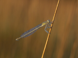 Beautiful nature scene with White-legged damselfly (Platycnemis pennipes). Macro shot of White-legged damselfly (Platycnemis pennipes) on the grass. Dragonfly White-legged damselfly (Platycnemis penni