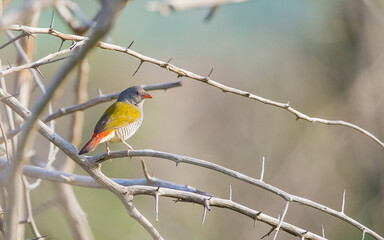 Green-winged pytilia (Pytilia melba) is an African song bird.