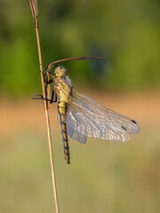 Beautiful nature scene with Black-tailed skimmer (Orthetrum cancellatum). Macro shot of Black-tailed skimmer (Orthetrum cancellatum) on the grass. Dragonfly Black-tailed skimmer (Orthetrum cancellatum