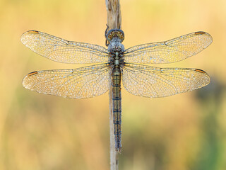 Beautiful nature scene with Keeled skimmer (Orthetrum coerulescens). Macro shot of Keeled skimmer (Orthetrum coerulescens) flower.