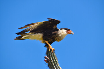 Crested Caracara about to take flight in Washington Slagbaai National Park, Bonaire
