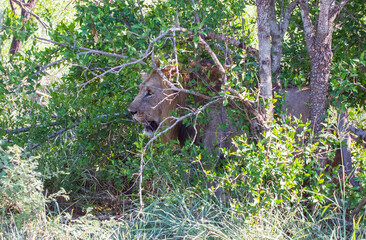In Africa, lions sometimes hide in the bushes for hunting.