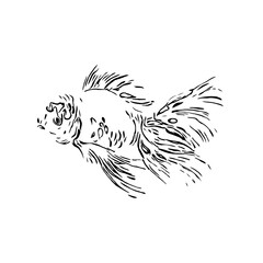 black and white drawing sketch of a fish with a transparent background
