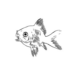 black and white drawing sketch of a fish with a transparent background
