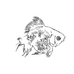 Fototapeta premium black and white drawing sketch of a fish with a transparent background