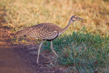 Red-crested korhaan (Lophotis ruficrista) is a species of bird in the Otididae family. It is found...