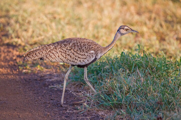 Red-crested korhaan (Lophotis ruficrista) is a species of bird in the Otididae family. It is found in Angola, Botswana, Mozambique, Namibia, South Africa, Swaziland, Zambia and Zimbabwe.