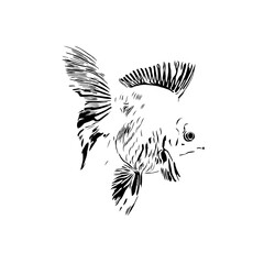 black and white drawing sketch of a fish with a transparent background