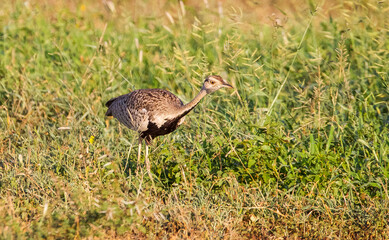 Red-crested korhaan (Lophotis ruficrista) is a species of bird in the Otididae family. It is found in Angola, Botswana, Mozambique, Namibia, South Africa, Swaziland, Zambia and Zimbabwe.