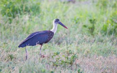 Obraz na płótnie Canvas Woolly necked stork (Ciconia episcopus) is an African bird. A large and long-legged bird species of stork species. Her scientific name comes from black and white clothing worn by Christian clergy.