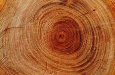 Naklejka premium Baumscheibe mit Jahresringen