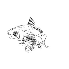 black and white drawing sketch of a fish with a transparent background