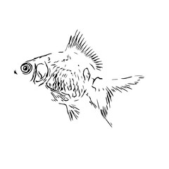 black and white drawing sketch of a fish with a transparent background