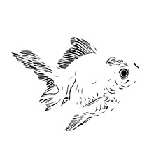 black and white drawing sketch of a fish with a transparent background