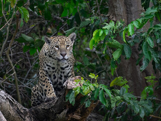 Fototapeta na wymiar Wild Jaguar sitting on fallen tree trunk in Pantanal, Brazil