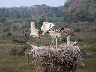 Jabiru brings nesting material to the nest with three chicks