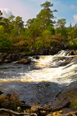 Scots Pine over the Falls