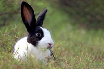 Happy cute white and black fluffy bunny with long ears on green grass nature background, rabbit in wild meadow, adorable pet animal in the backyard