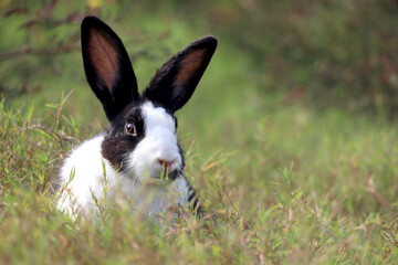 Happy cute white and black fluffy bunny with long ears on green grass nature background, rabbit in wild meadow, adorable pet animal in the backyard